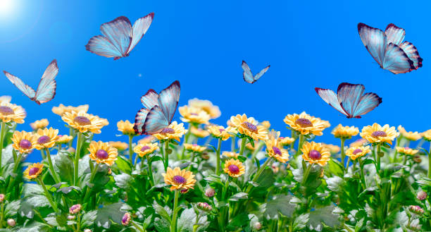 istock summer spring field in background blue sky with sunlight and flying butterfly, nature view. 1490597332
