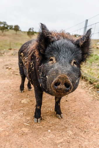 A black domestic pig with a dirty snout looking at the camera.
