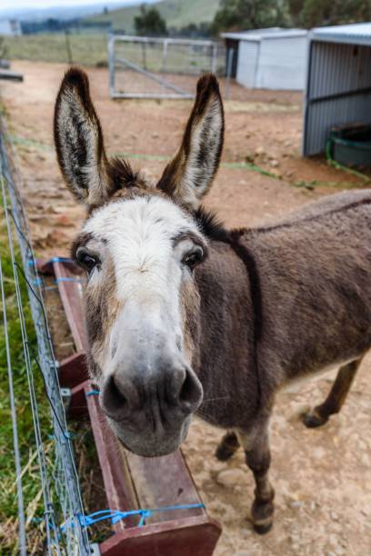 istock Curious donkey standing in a fenced enclosure, looking at the camera. 1490597397