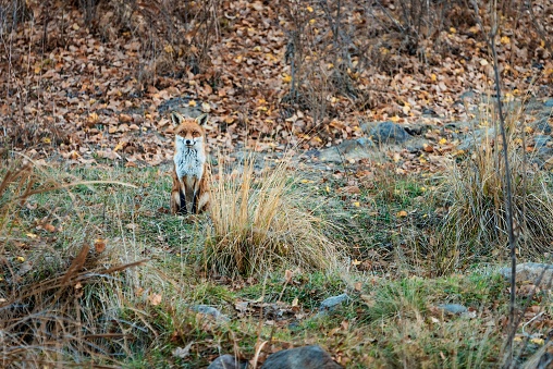 The red fox sits in a grassy meadow and examines the surroundings.