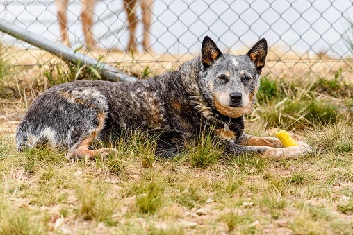 An Australian Cattle Dog lying on the grass and chewing some food.