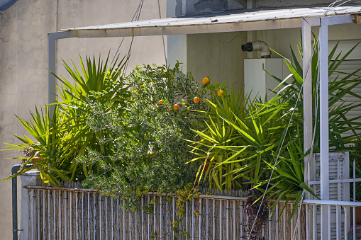 Balcony full of potted Mediterranean plants like palms, orange tree and olive trees, small space gardening in Thessaloniki, Greece, selected focus