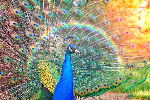 Peacock tail feather