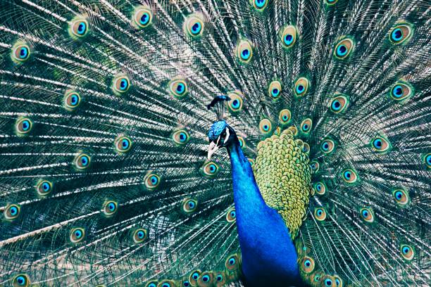 istock Amazing peacock showing off its beautiful colors 1490597511