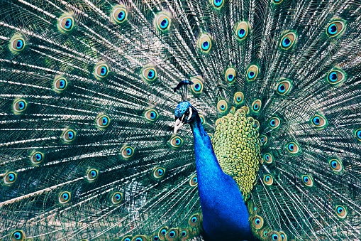 Black background peacock profile close up shot