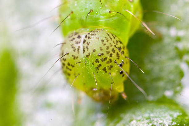 green caterpillar head stock photo