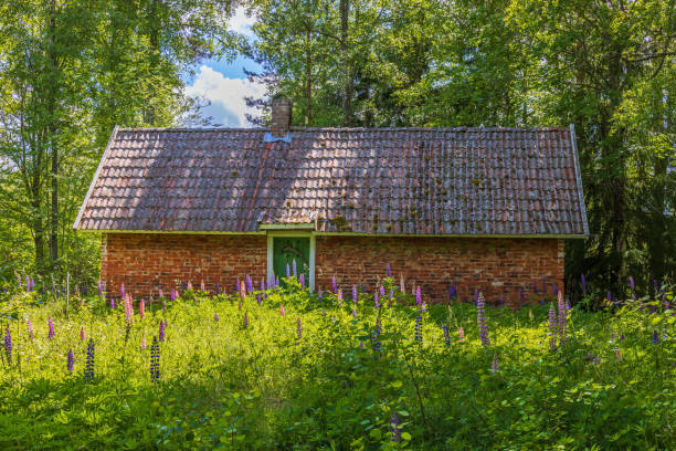istock Idyllic shed with blooming lupines in a garden 1490597868
