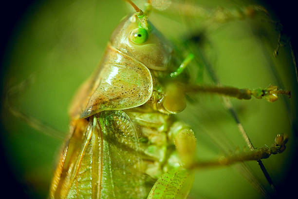 Grasshopper closeup stock photo