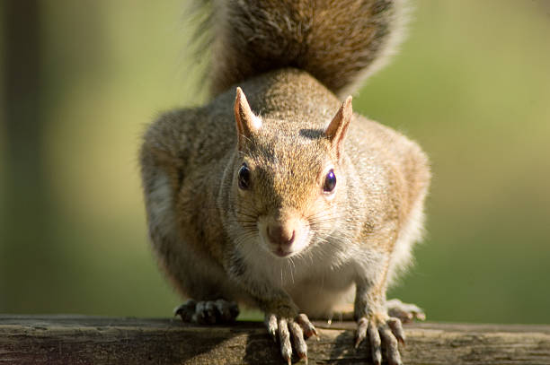 istock Close up of Squirrel staring at eye level 149059833
