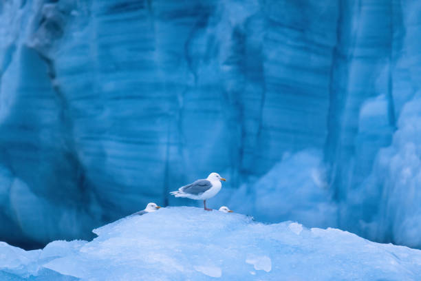istock Glaucous gull by a glacier in Arctic 1490598642