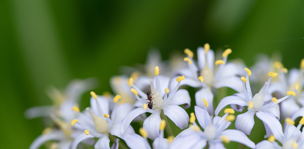 ant on flower