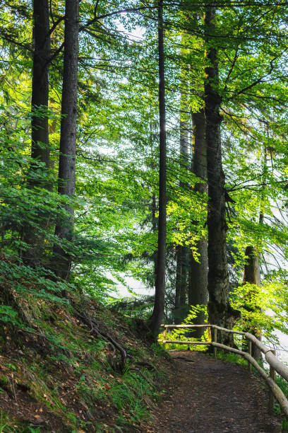 istock beautiful summer forest park with green trail 1490599670