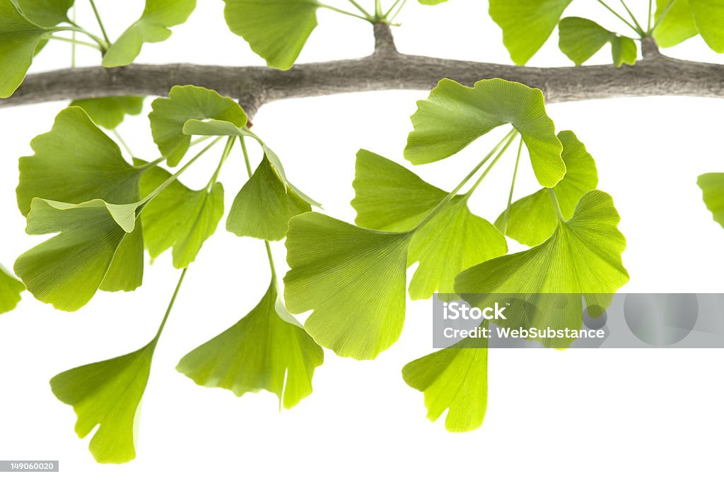 Ginkgo Biloba - Lizenzfrei Baum Stock-Foto
