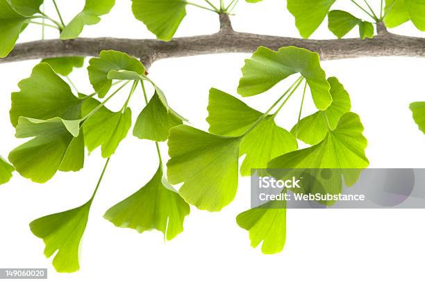 Ginkgo Biloba Stockfoto und mehr Bilder von Baum - Baum, Bildhintergrund, Blatt - Pflanzenbestandteile