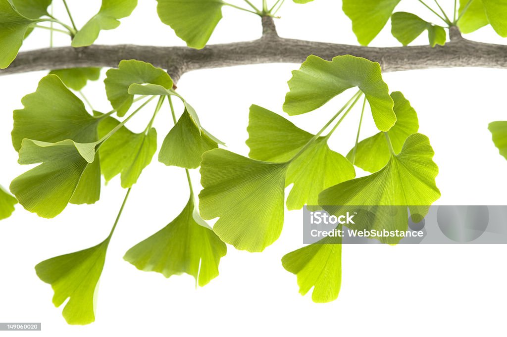 Ginkgo Biloba - Foto stock royalty-free di Albero