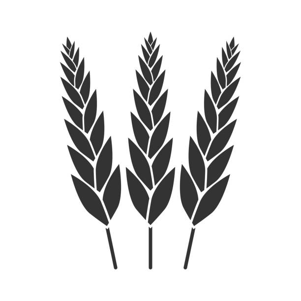 ilustrações, clipart, desenhos animados e ícones de trigo, ícone de grão. cereal, símbolo da cevada. projeto agrícola. ilustração vetorial. - barley black stem wheat