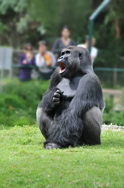 Photo of Screaming Gorilla Male