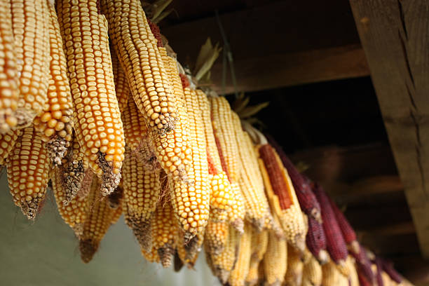 Ear of corn garland stock photo