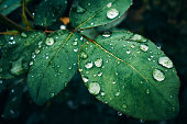 A branch of a rose with green leaves after rain, large drops glisten on the green surface of the leaf