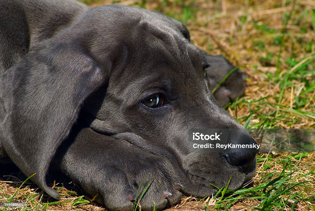 Puppy Beautiful puppy of great dane Animal Stock Photo
