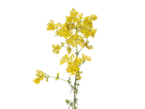 Yellow bedstraw plant isolated on white, Galium verum