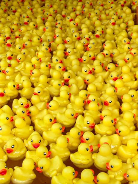 istock Full frame image of yellow, plastic duck floating on water surface of children's play pool, hook-a-duck fairground amusement game, elevated view, focus on foreground 1490606263