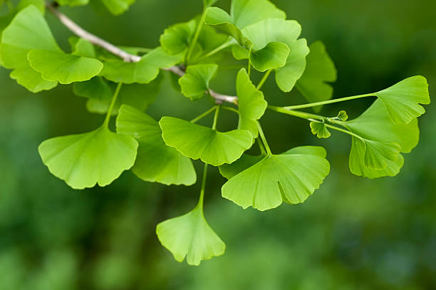 은행나무 추출물 트리 - ginkgo tree 뉴스 사진 이미지