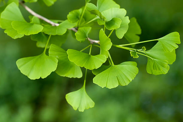 Ginkgo Biloba tree Close-up on Ginkgo Biloba tree ginkgo stock pictures, royalty-free photos & images
