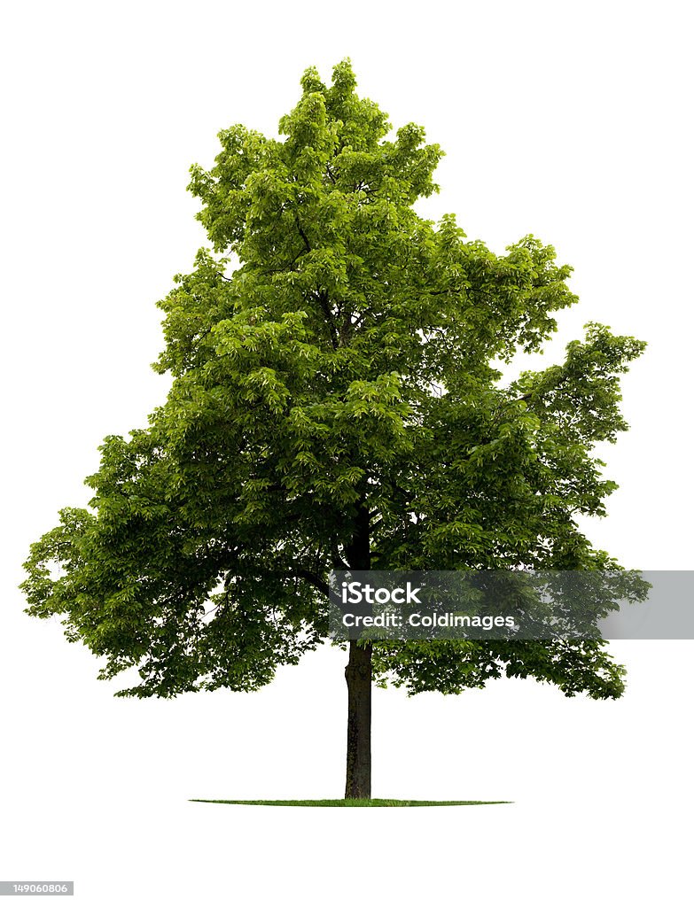 Linden árbol - Foto de stock de Crecimiento libre de derechos