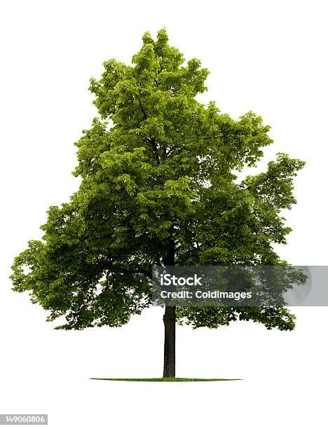 Linden Árbol Foto de stock y más banco de imágenes de Crecimiento - Crecimiento, Flora, Fondo blanco