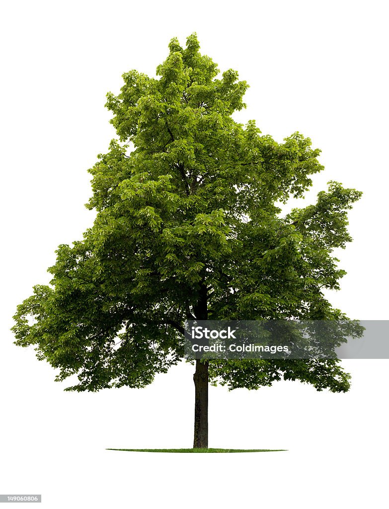 Linden arbre - Photo de Couleur verte libre de droits