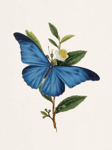ilustraciones, imágenes clip art, dibujos animados e iconos de stock de ilustración de mariposa antigua. papilio menelao - lime butterfly