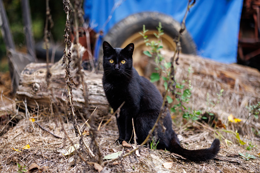 Black shorthair cat sitting in backyard