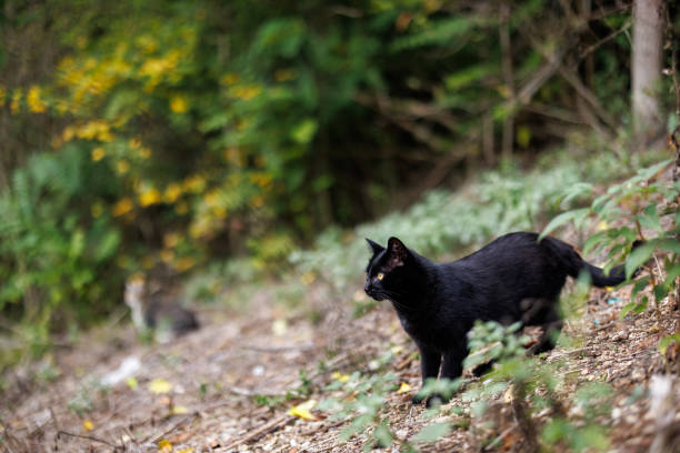 Black shorthair cat walking in backyard