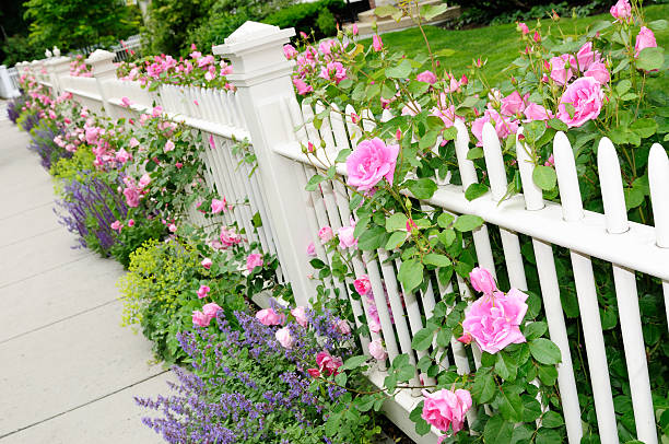 istock Garden Fence with Pink Roses 149060844