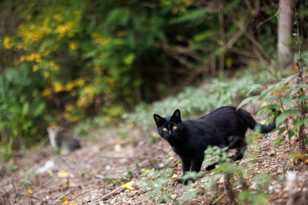 Black shorthair cat walking in backyard