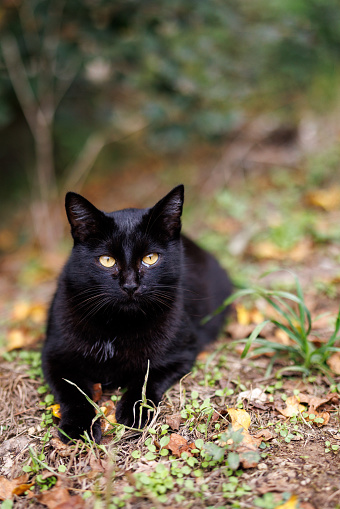 Black shorthair cat lying in backyard