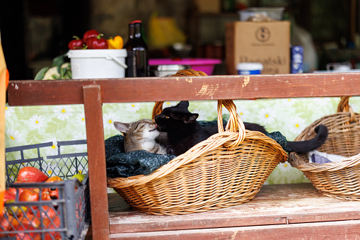 Two cats, gray and black, relaxing in wicker basket on terrace