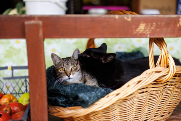 Two cats, gray and black, relaxing in wicker basket on terrace