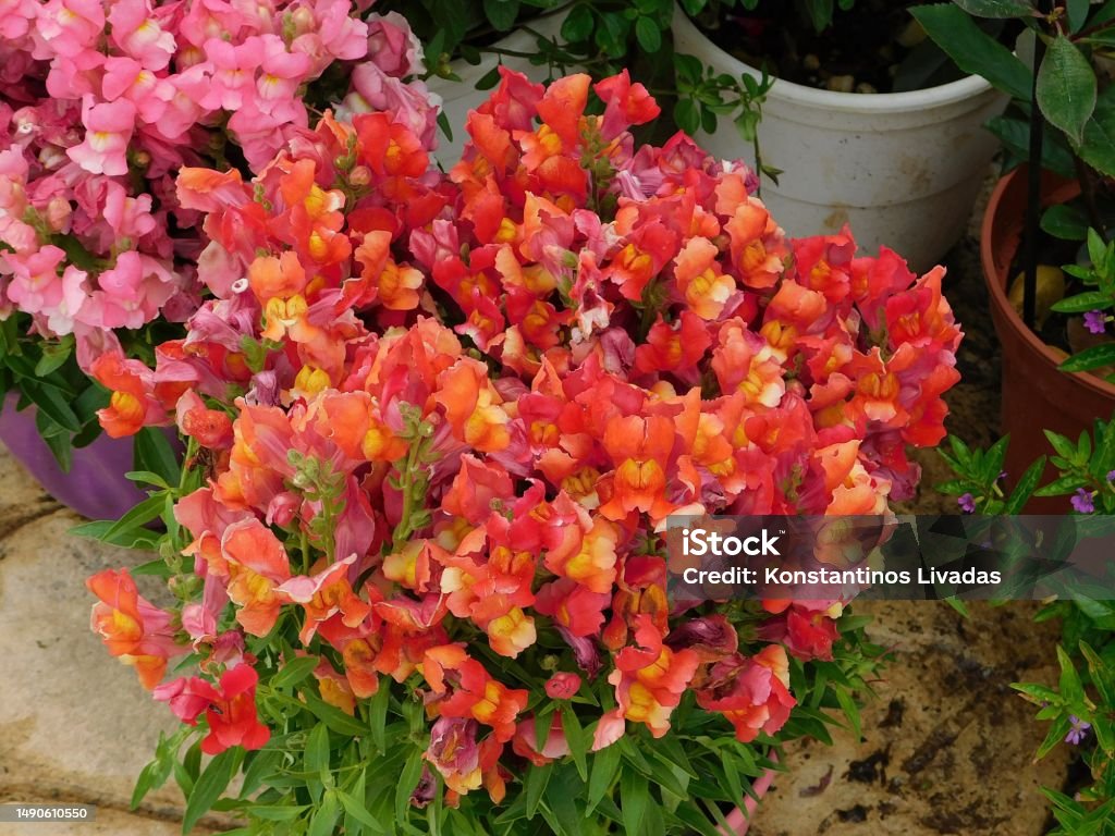 Red snapdragon Snapdragon, or Antirrhinum majus, orange red flowers, in Athens, Greece Beauty Stock Photo
