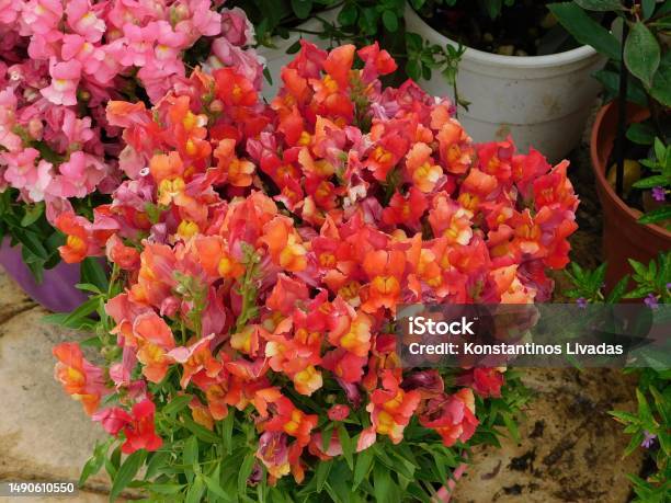 Red Snapdragon Stock Photo - Download Image Now - Beauty, Beauty In Nature, Blossom