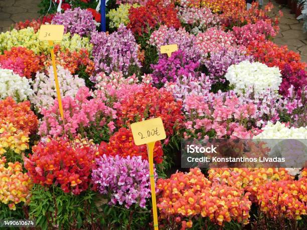 Snapdragons Of Many Colors Stock Photo - Download Image Now - Athens - Greece, Beauty, Beauty In Nature