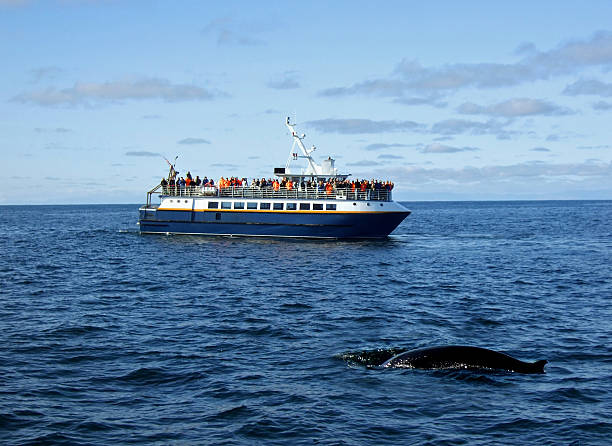 whale watching whale watching boat in Iceland, group of people look at whale iceland whale stock pictures, royalty-free photos & images
