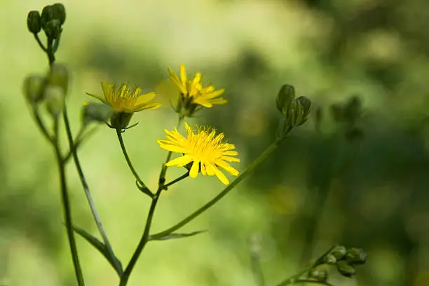 a closeup of yellow wildflower