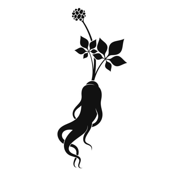 ilustrações, clipart, desenhos animados e ícones de silhueta de ginseng. planta isolada com vetor radicular - ginseng isolated root herbal medicine