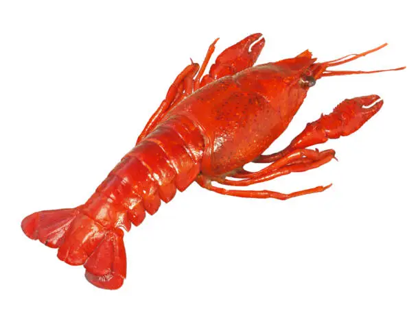 Cooked red crawfish or crayfish isolated