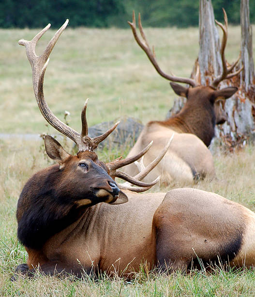 istock Roosevelt Bull Elk laying in field 149061298