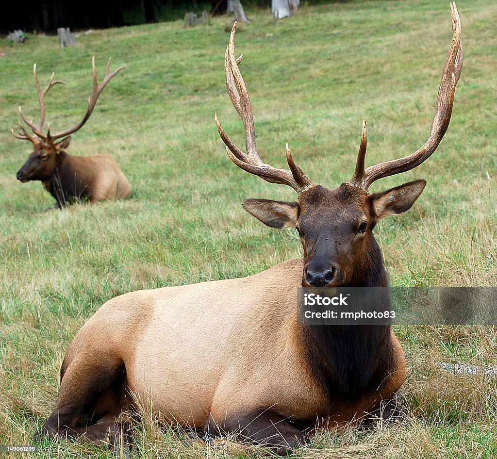 Alce de Roosevelt Bull sentar en campo - Foto de stock de Acostado libre de derechos