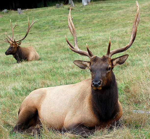 istock Roosevelt Bull Elk laying in field 149061299