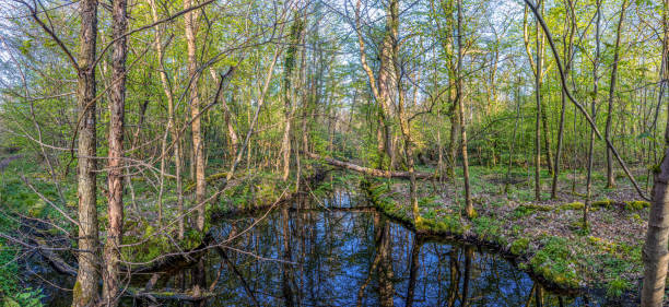 istock Panoramic image of wooded marsh in springtime 1490613163